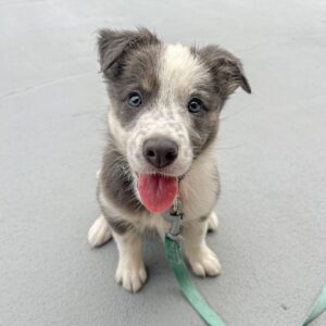Border Collie Puppies For Sale