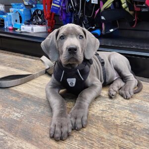 Great Dane Puppies For Sale