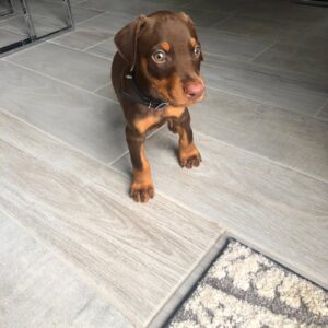 Doberman Puppies For Sale