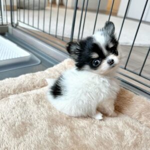 Chihuahua Puppies For Sale