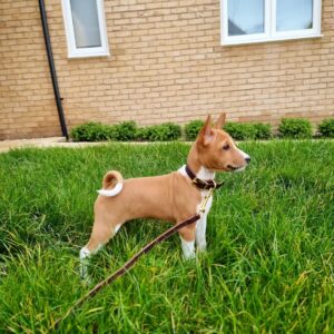 Basenji Puppies For Sale