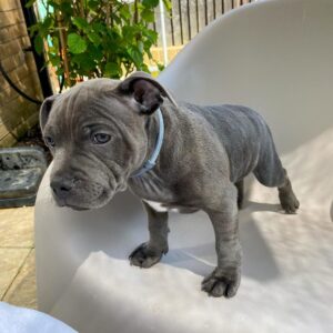 Staffordshire Bull Terrier Puppies For Sale