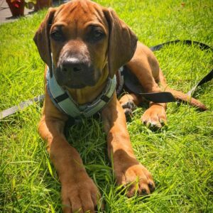 Rhodesian Ridgeback Puppies For Sale