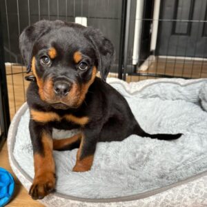 Rottweiler puppies for sale
