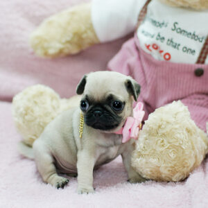 Pug Puppies For Sale