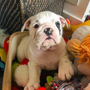English Bulldog Puppies For Sale