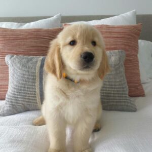 Find Golden Retriever