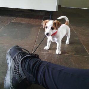 Jack Russell Puppies For Sale