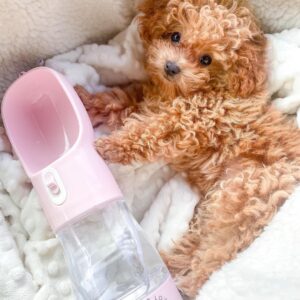 Poodle Puppies For Sale