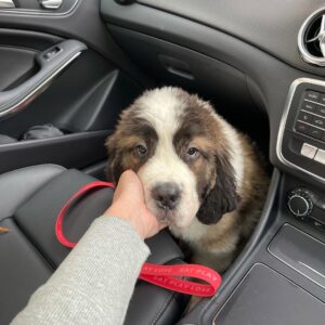 St Bernard Puppies For Sale
