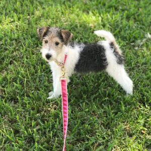 wire fox terrier puppies for sale