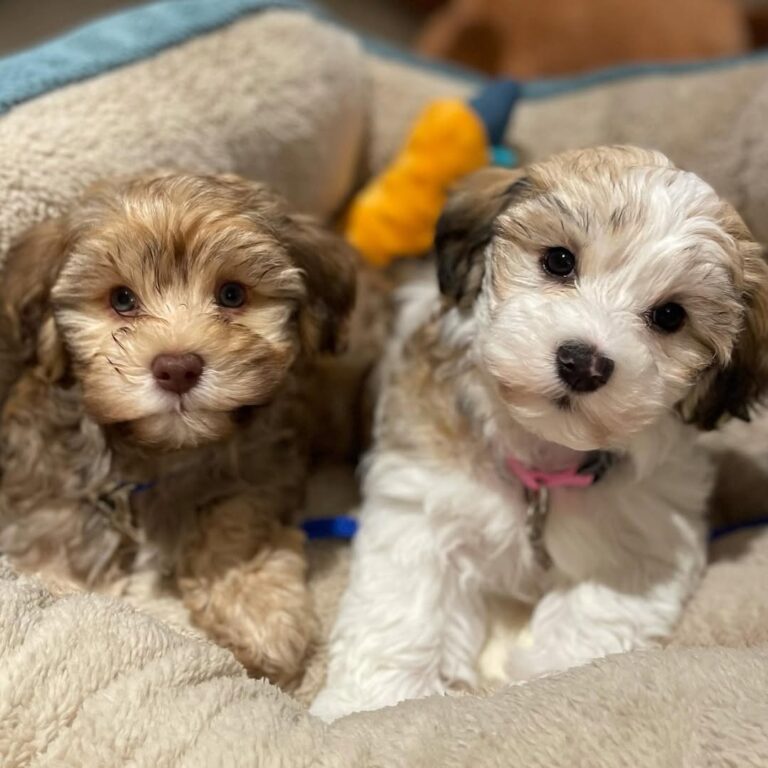 Havanese Puppies