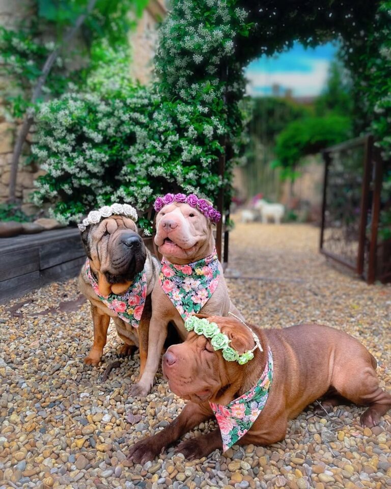 Shar Pei Puppies